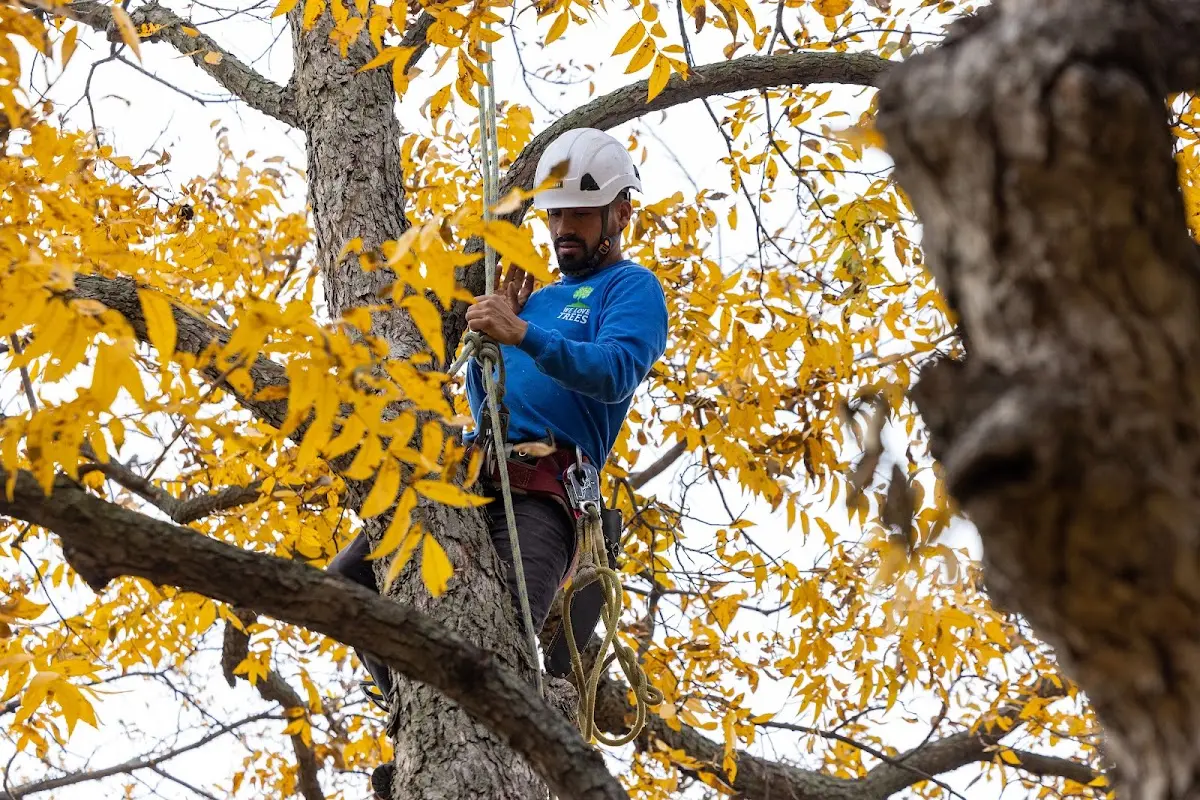 Skilled Tree Planting crew working in Alpena